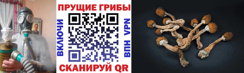 мега рабочий сайт  Мостовской  Псилоцибиновые грибы Psilocybe 
